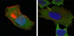 GSTP1 Antibody in Immunocytochemistry (ICC/IF)