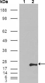 GSTP1 Antibody in Western Blot (WB)