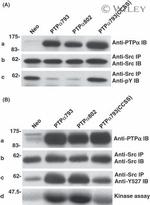 SRC (active) Antibody in Western Blot (WB)