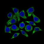 GUCY1A3 Antibody in Immunocytochemistry (ICC/IF)