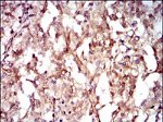 GUCY1A3 Antibody in Immunohistochemistry (Paraffin) (IHC (P))