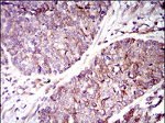 GUCY1A3 Antibody in Immunohistochemistry (Paraffin) (IHC (P))