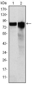 GYS1 Antibody in Western Blot (WB)