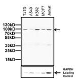 Glucocorticoid Receptor Antibody in Western Blot (WB)