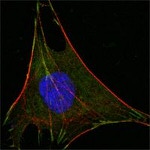 GPI Antibody in Immunocytochemistry (ICC/IF)