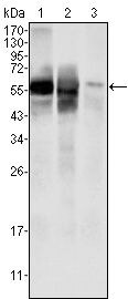 GPI Antibody in Western Blot (WB)