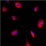 GRP78 Antibody in Immunocytochemistry (ICC/IF)