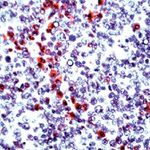 Granzyme B Antibody in Immunohistochemistry (Paraffin) (IHC (P))