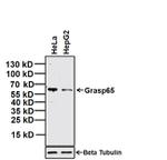 GRASP65 Antibody in Western Blot (WB)