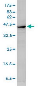 ACTA2 Antibody in Western Blot (WB)