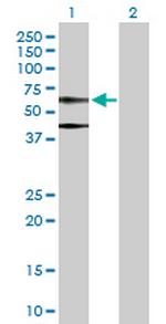 ACTB Antibody in Western Blot (WB)