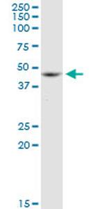 ACTB Antibody in Western Blot (WB)