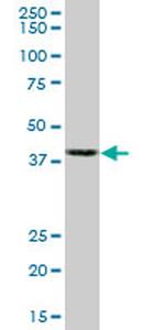 ACTB Antibody in Western Blot (WB)