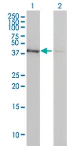 ACTB Antibody in Western Blot (WB)