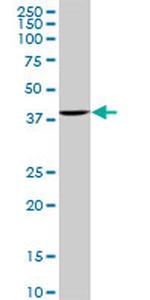 ACTB Antibody in Western Blot (WB)