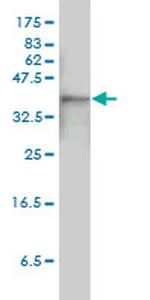 ACTB Antibody in Western Blot (WB)