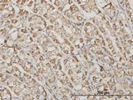 ACTB Antibody in Immunohistochemistry (Paraffin) (IHC (P))