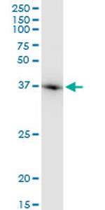 ACTB Antibody in Western Blot (WB)