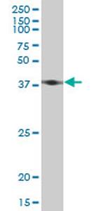 ACTB Antibody in Western Blot (WB)