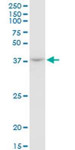 ACTB Antibody in Western Blot (WB)