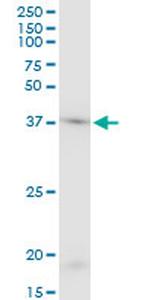 ACTB Antibody in Western Blot (WB)