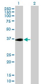 ADORA2A Antibody in Western Blot (WB)