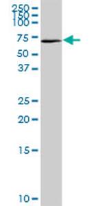 NR0B1 Antibody in Western Blot (WB)