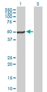 NR0B1 Antibody in Western Blot (WB)