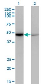 NR0B1 Antibody in Western Blot (WB)