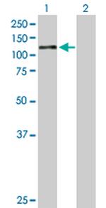 AHR Antibody in Western Blot (WB)