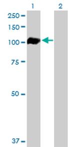 AHR Antibody in Western Blot (WB)