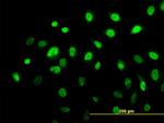 AHR Antibody in Immunocytochemistry (ICC/IF)