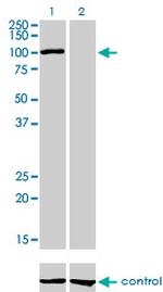 AHR Antibody in Western Blot (WB)