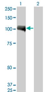 AHR Antibody in Western Blot (WB)