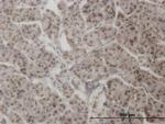 AHR Antibody in Immunohistochemistry (Paraffin) (IHC (P))