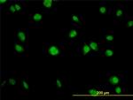 AKT1 Antibody in Immunocytochemistry (ICC/IF)