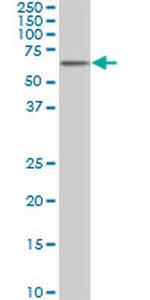 AKT1 Antibody in Western Blot (WB)