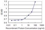 ALDH3B1 Antibody in ELISA (ELISA)