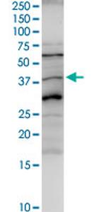 AMBP Antibody in Western Blot (WB)