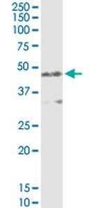 AMBP Antibody in Western Blot (WB)