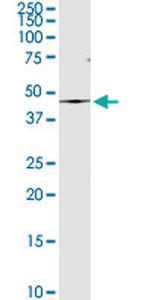 AMBP Antibody in Western Blot (WB)