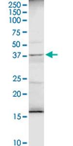 AMBP Antibody in Western Blot (WB)