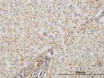 AMBP Antibody in Immunohistochemistry (Paraffin) (IHC (P))