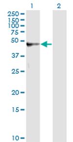 AMBP Antibody in Western Blot (WB)