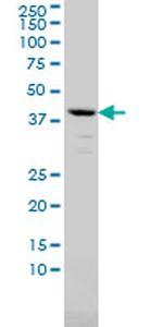 AMBP Antibody in Western Blot (WB)