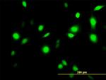 ANXA1 Antibody in Immunocytochemistry (ICC/IF)