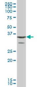 ANXA1 Antibody in Western Blot (WB)