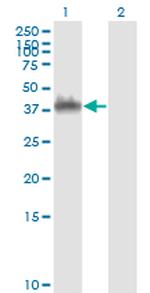 ANXA2 Antibody in Western Blot (WB)