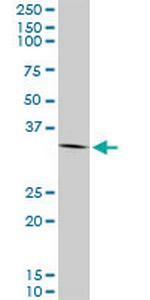 ANXA2 Antibody in Western Blot (WB)