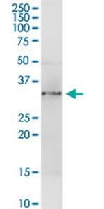 ANXA4 Antibody in Western Blot (WB)